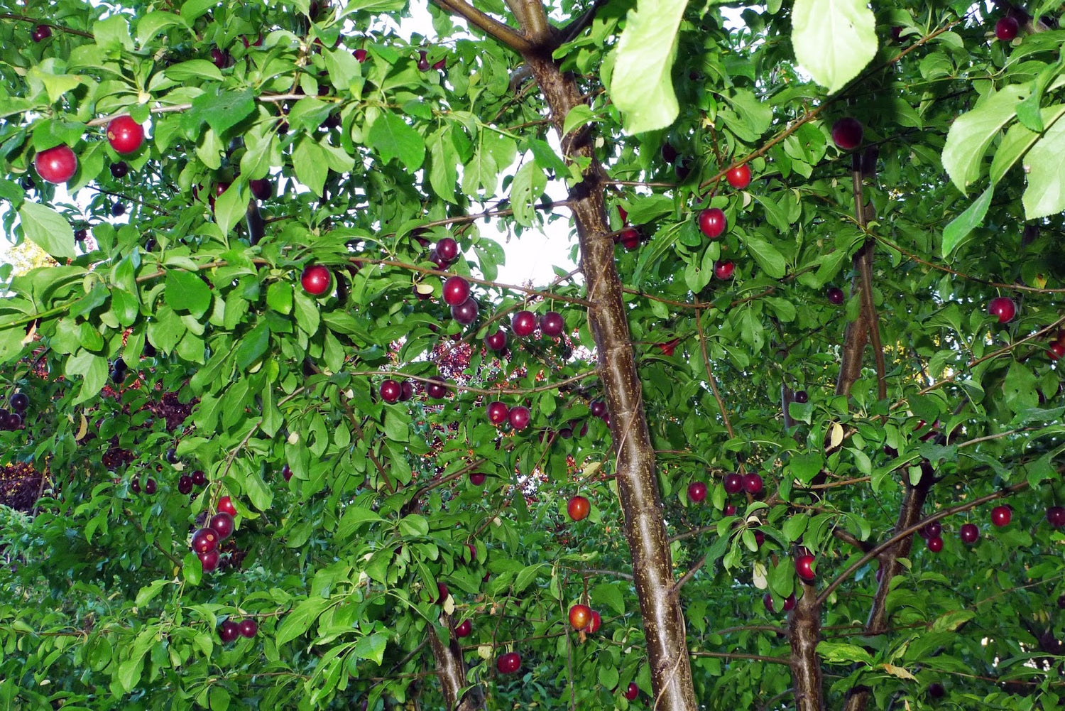 Cherry Plum (Prunus cerasifera)