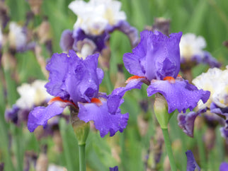 Hole In One Tall Bearded Iris