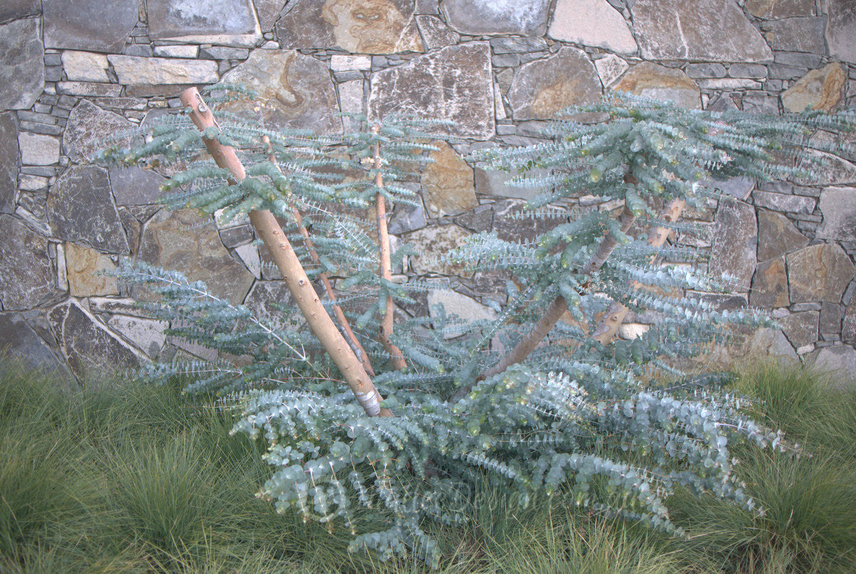 Eucalyptus Seeds - Baby Blue Bouquet