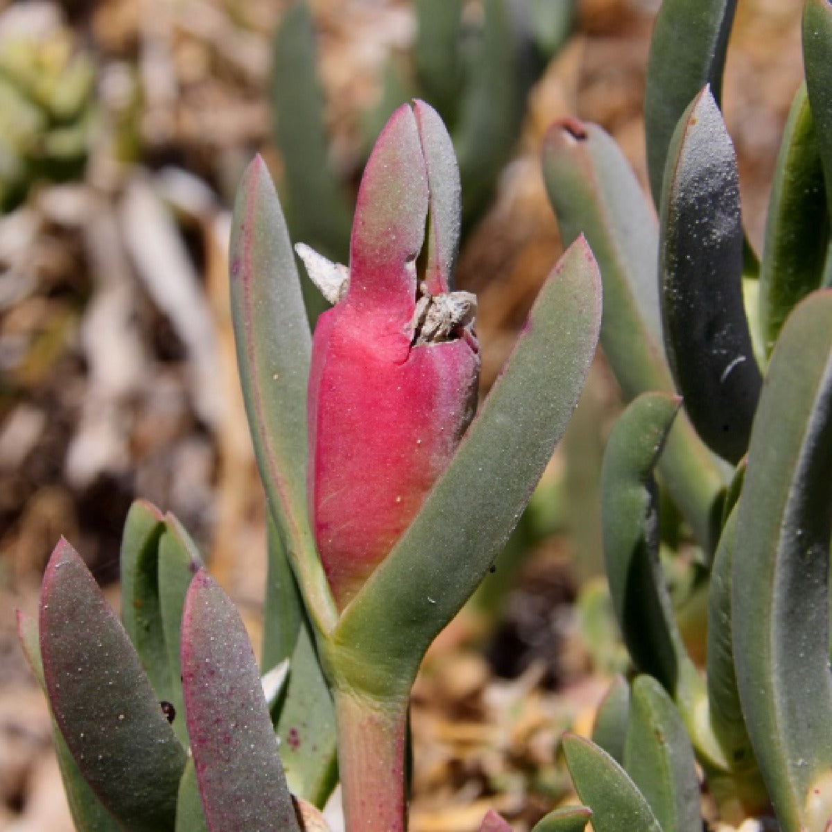 Pigface Fruit (Carpobrotus edulis) – Sweet and Tangy Edible Succulent