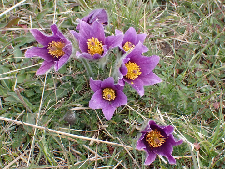 Heirloom Non-GMO Pasque Flower Seeds – Perennial Blooming Seeds for Garden Planting