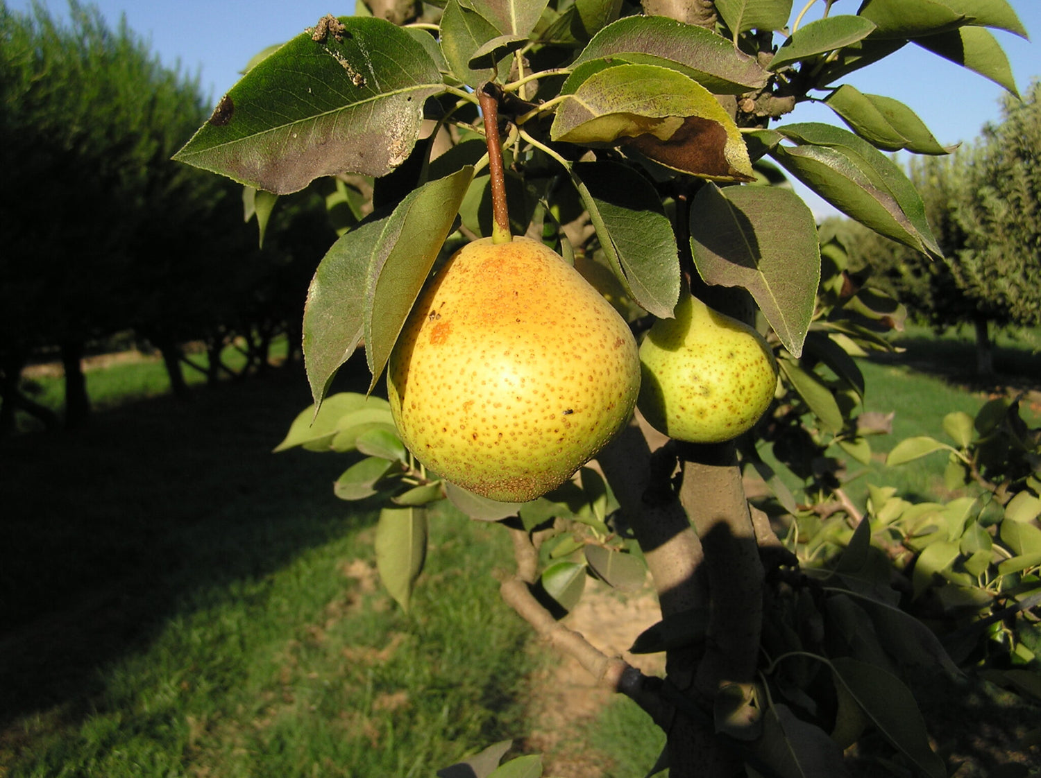 Orient Pear (Pyrus pyrifolia) Seeds