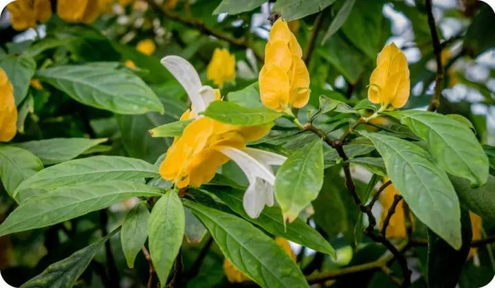 Pachystachys Lutea Plant Seeds for Planting, NON GMO Seeds Dhara Seeds