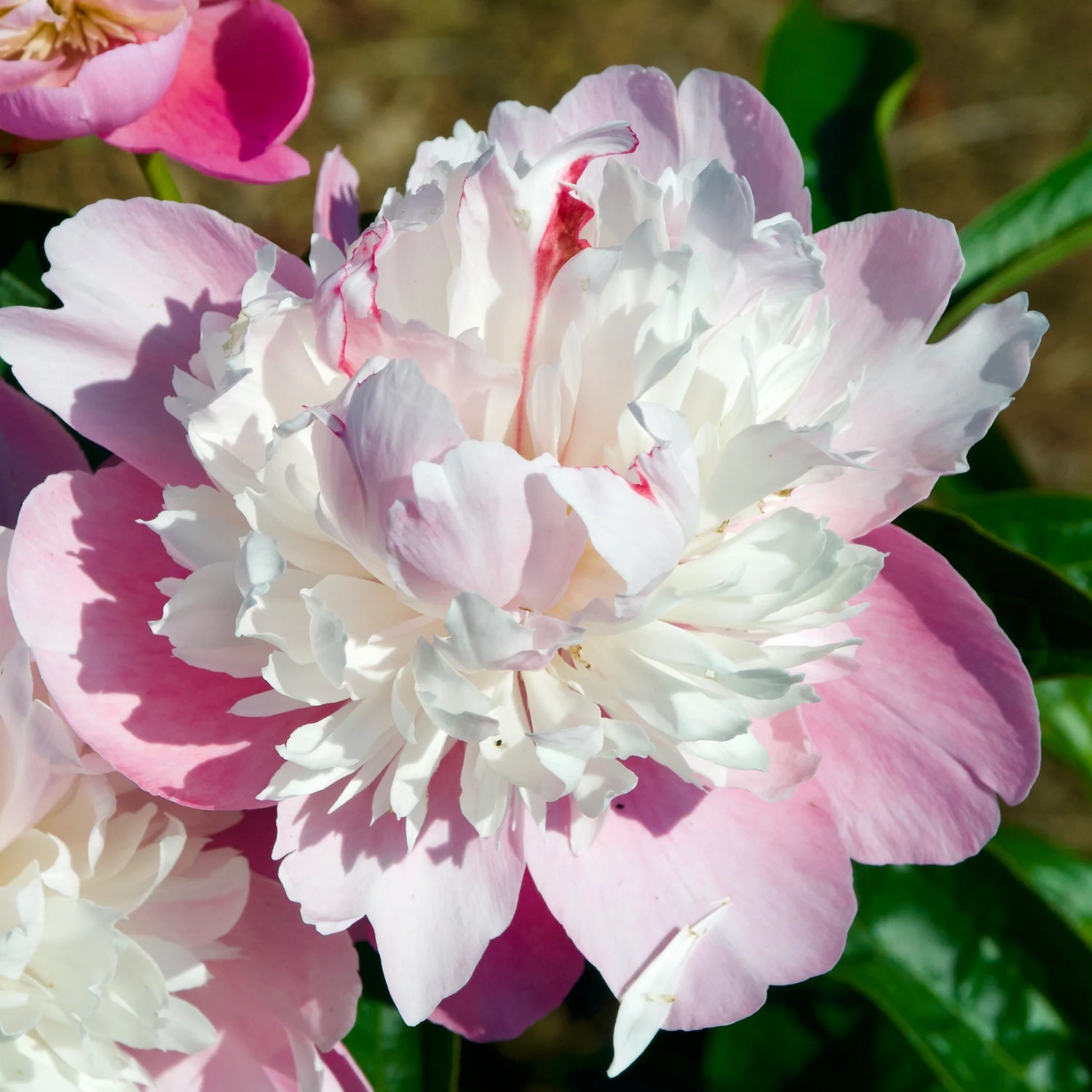 Sorbet Double Bloom Peony Flower Seeds Paeonia lactiflora for Heirloom Patio Planting