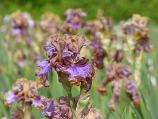 Panjandrum Tall Bearded Iris