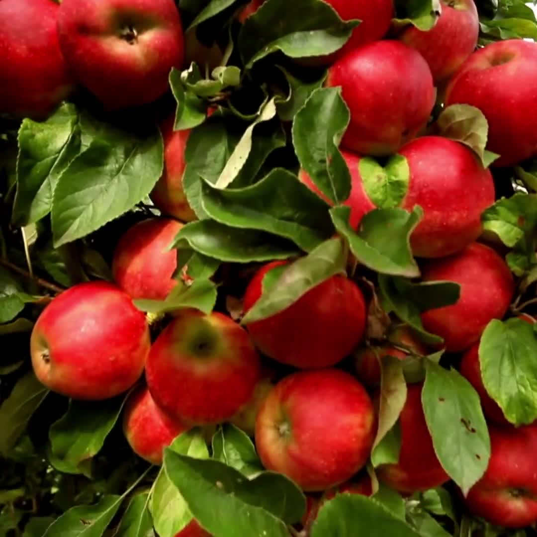 Paradise Apple Premium Seeds Malus pumila Fruit Plants – Heirloom, Non-GMO, High Germination Organic Garden Seeds