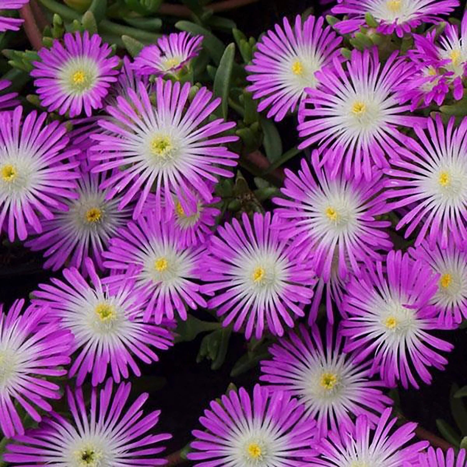 Delosperma Violet Wonder Iceplant