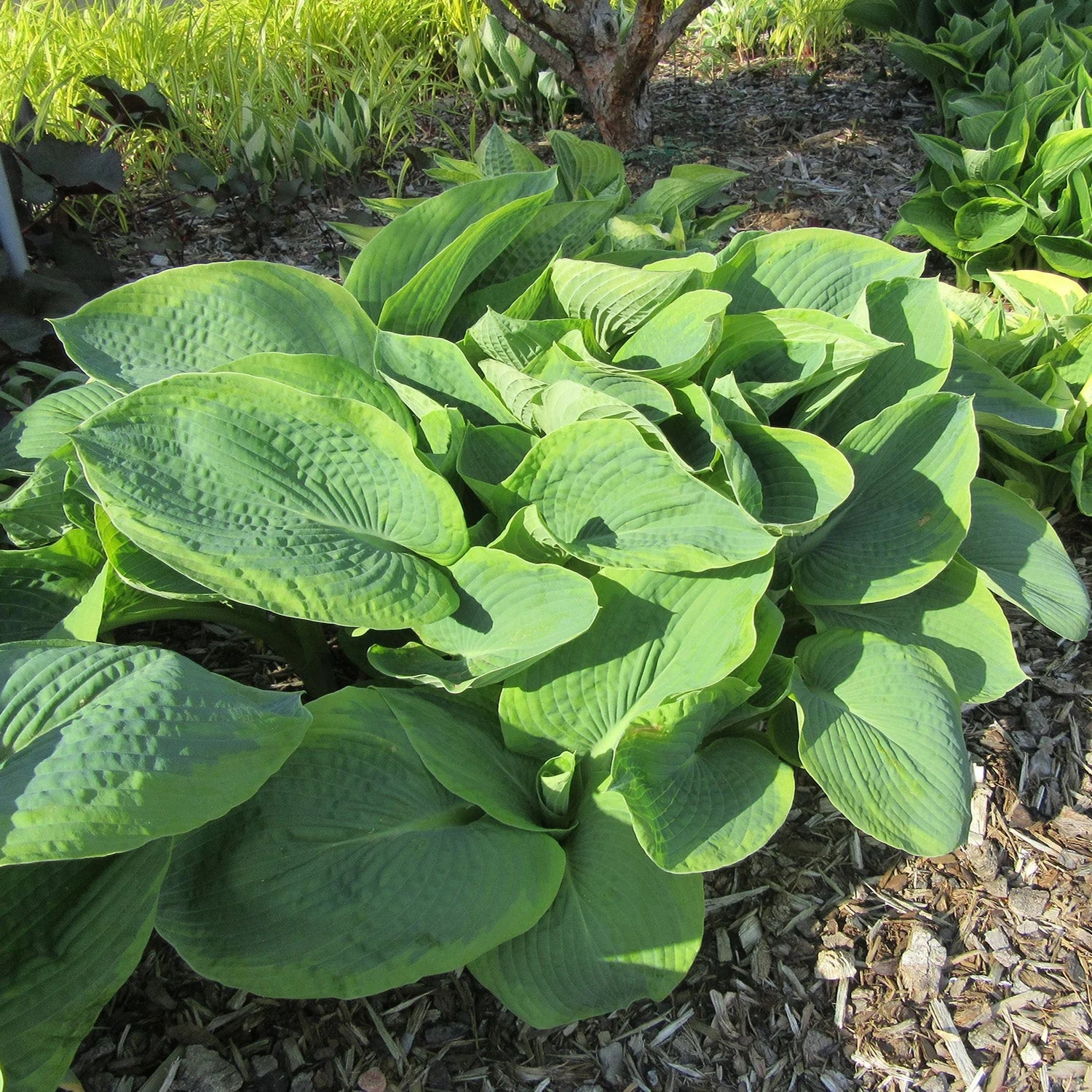 Hosta Roots - Big Daddy