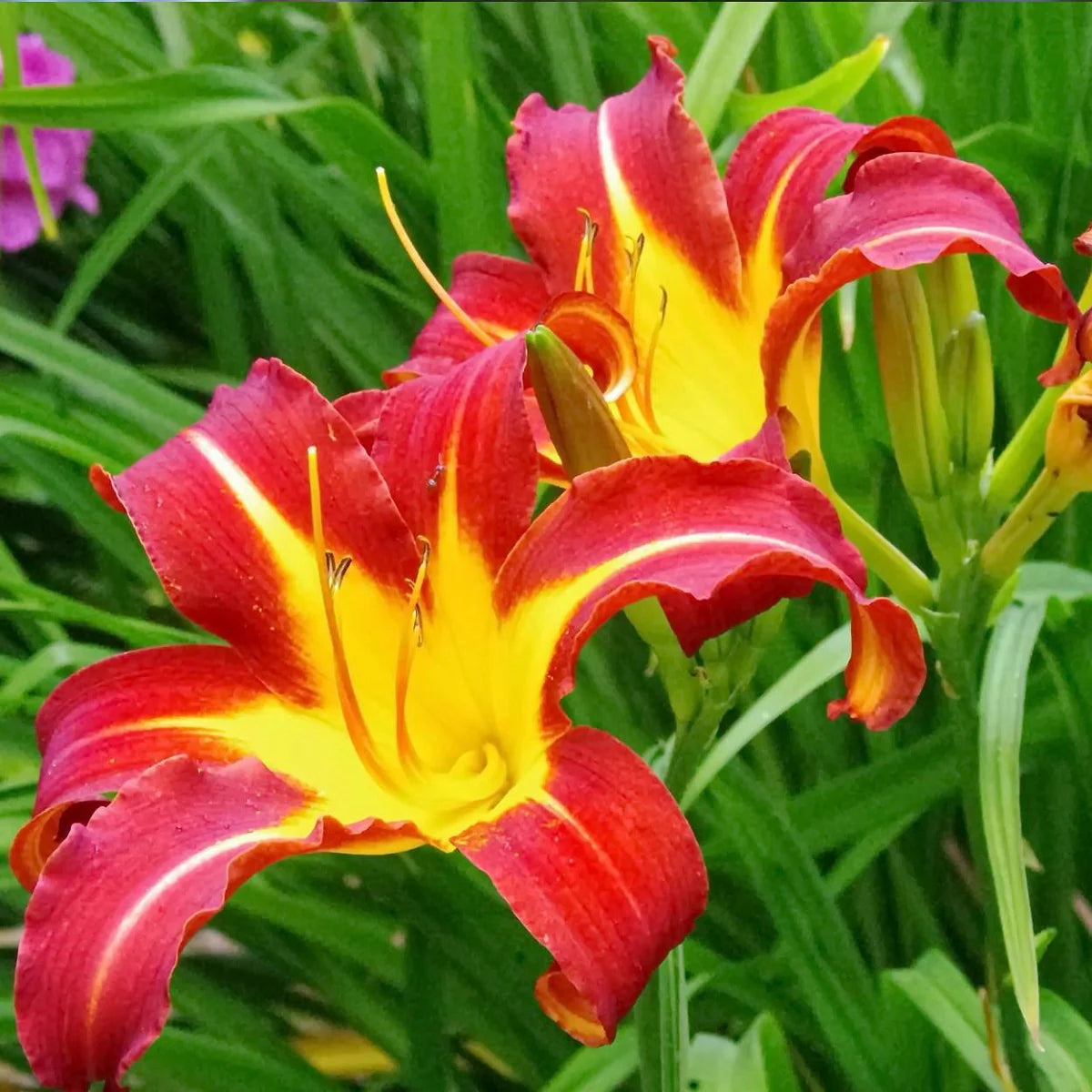 Hemerocallis Daylily Seeds