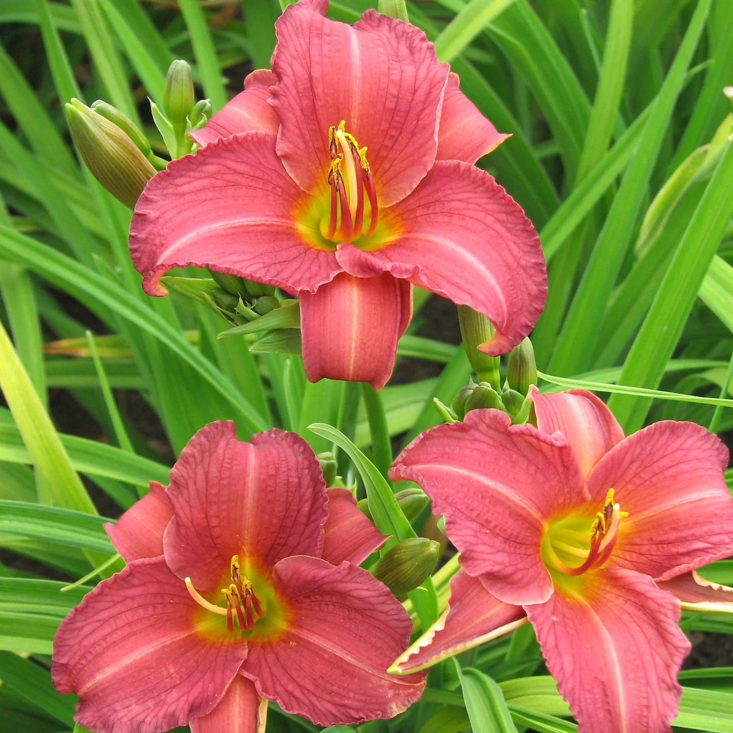 Ruby Stella Daylily