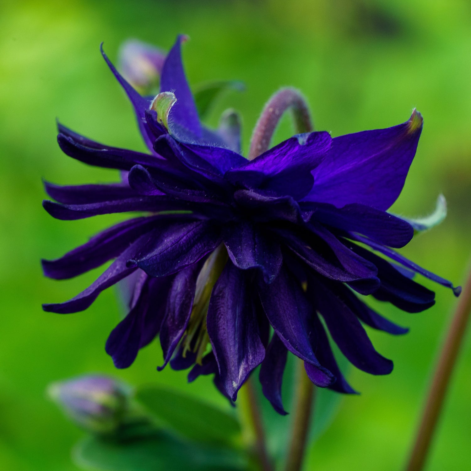 Blue Barlow Columbine Seeds – Aquilegia Perennial with Unique Petals