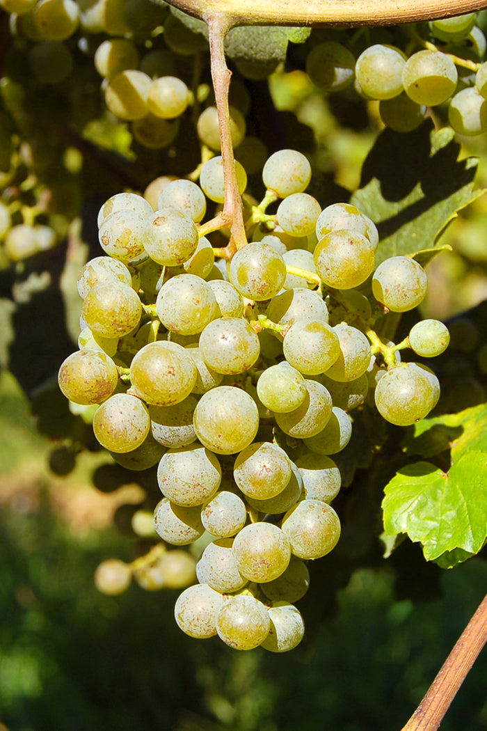 Petit Manseng Grape (Vitis vinifera) – Elegant White Wine Grape for Rich and Complex Flavors