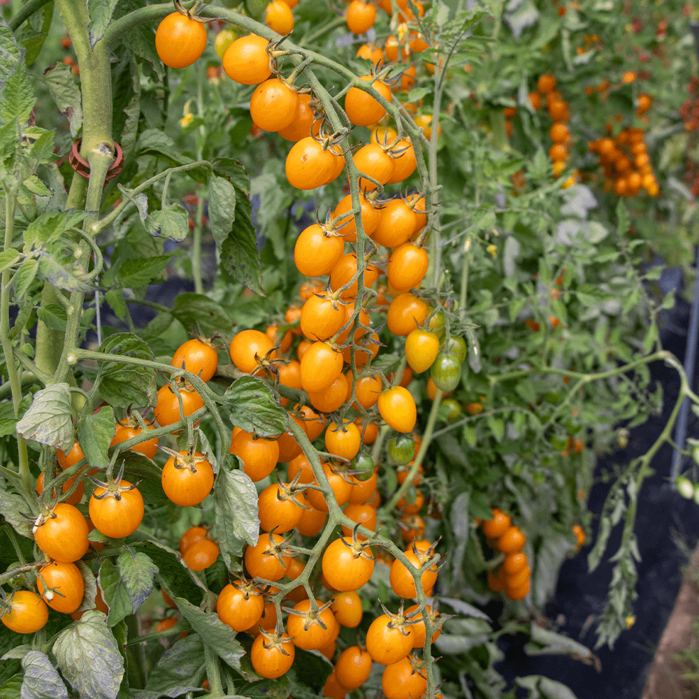 Yellow Grape Tomato Seeds for Planting