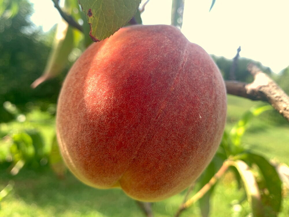 PF Lucky 13 Flamin’ Fury Peach (Prunus persica) – Sweet and Juicy Clingstone Peach