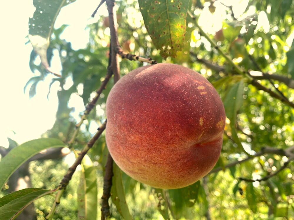 PF Lucky 13 Flamin’ Fury Peach (Prunus persica) – Sweet and Juicy Clingstone Peach