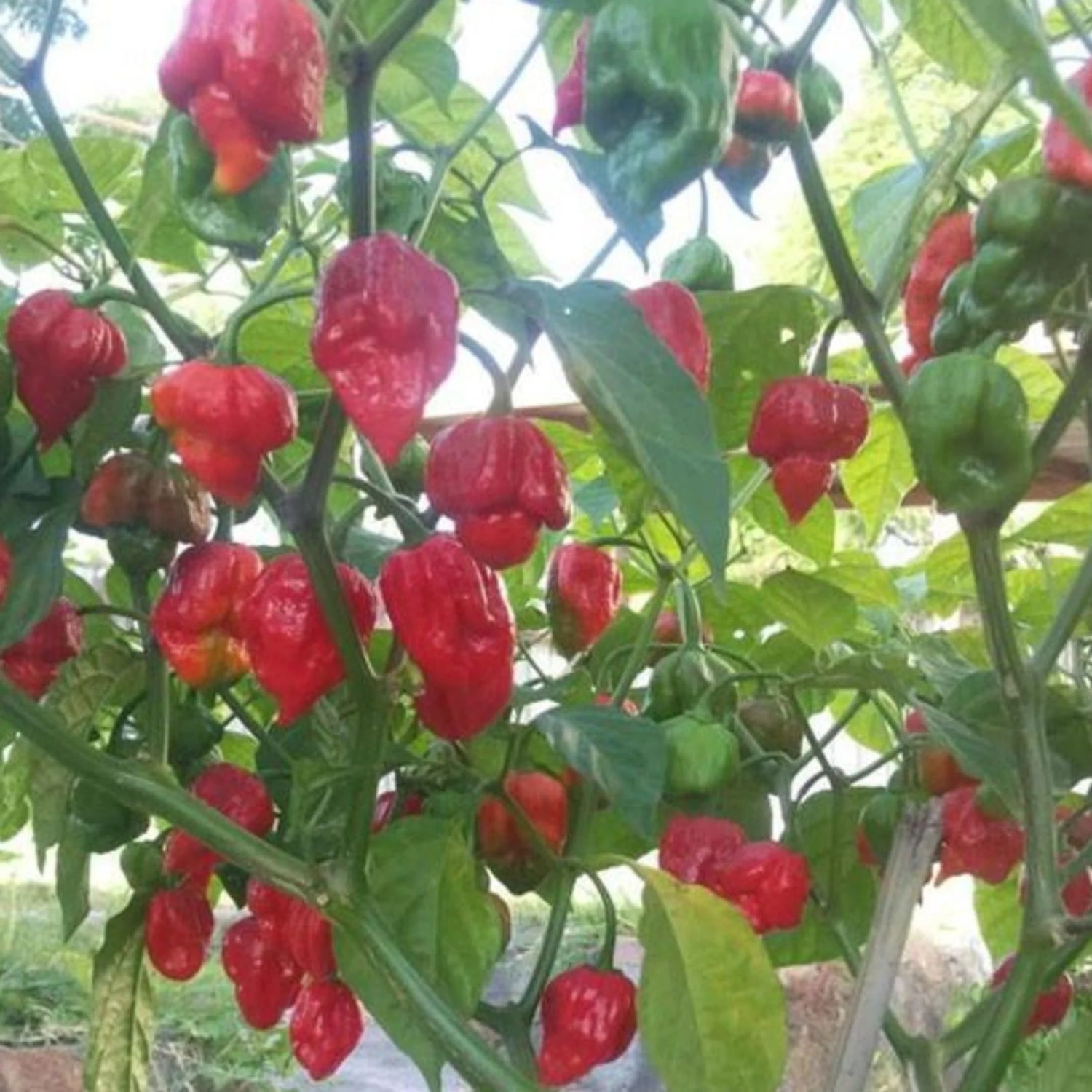 Trinidad Pepper Seeds for Planting