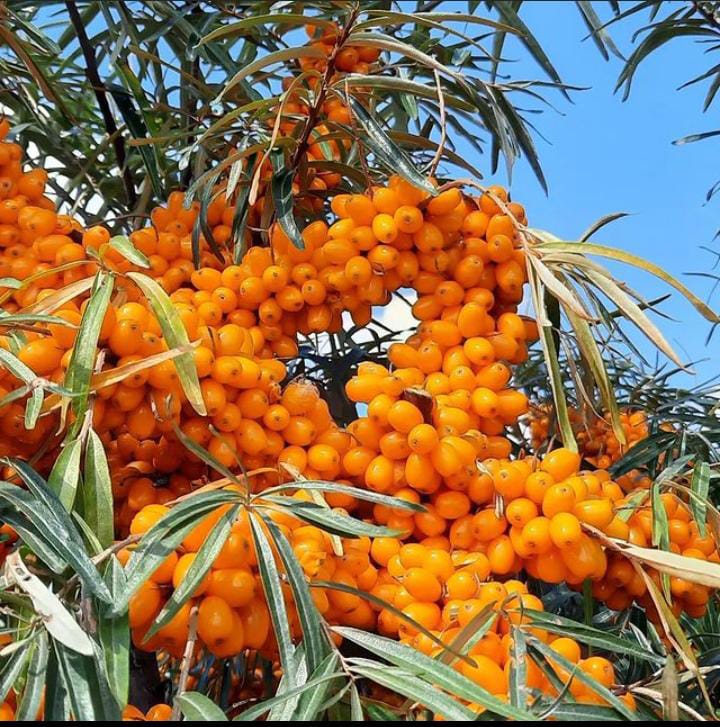 Sea Buckthorn – Nutrient-Packed Superfruit with a Tangy Twist