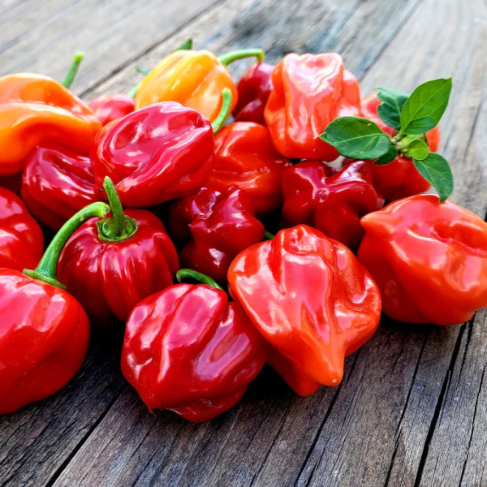 Habanero Chili Seeds for Planting - heirloom & Non-GMO Seeds