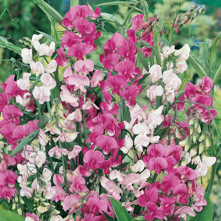 Everlasting Pea Seeds - Mixed