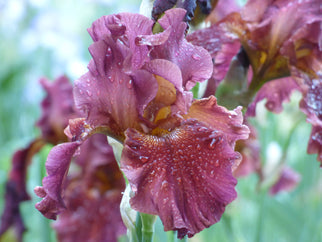 Play With Fire Tall Bearded Iris