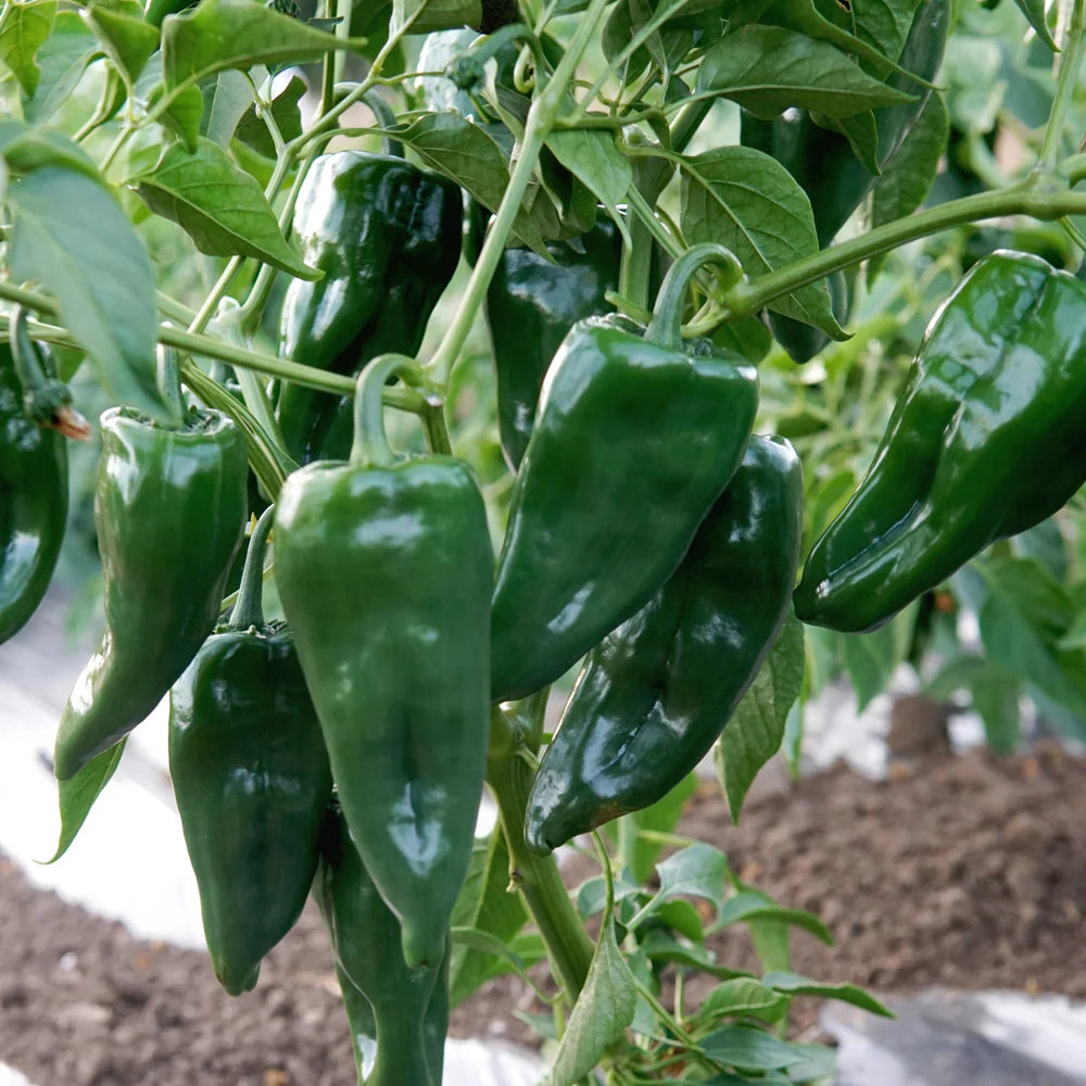 Ancho Poblano Pepper Vegetable Seeds for Planting