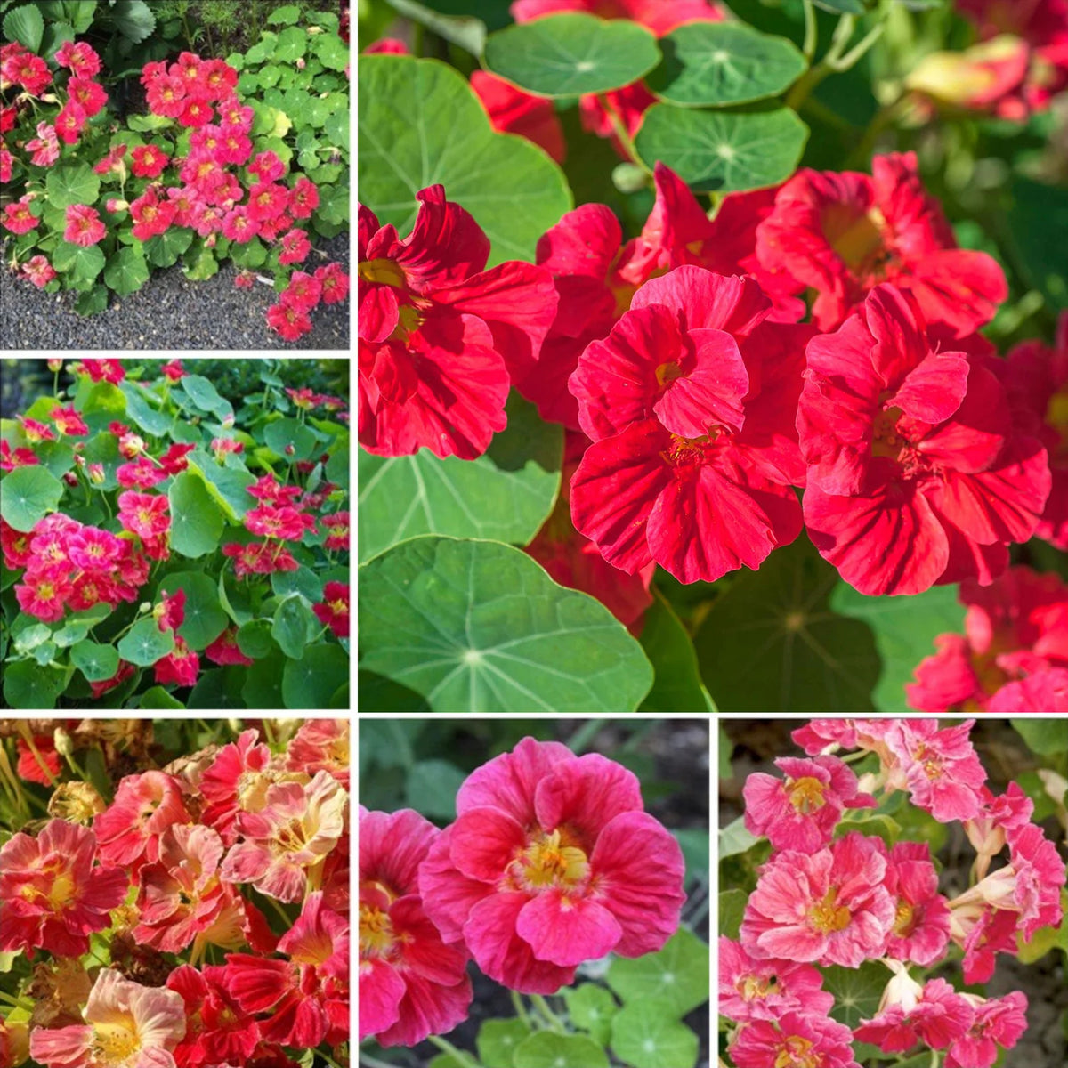 Nasturtium ‘Jewel Mix’ flower seeds – vibrant edible garden blooms