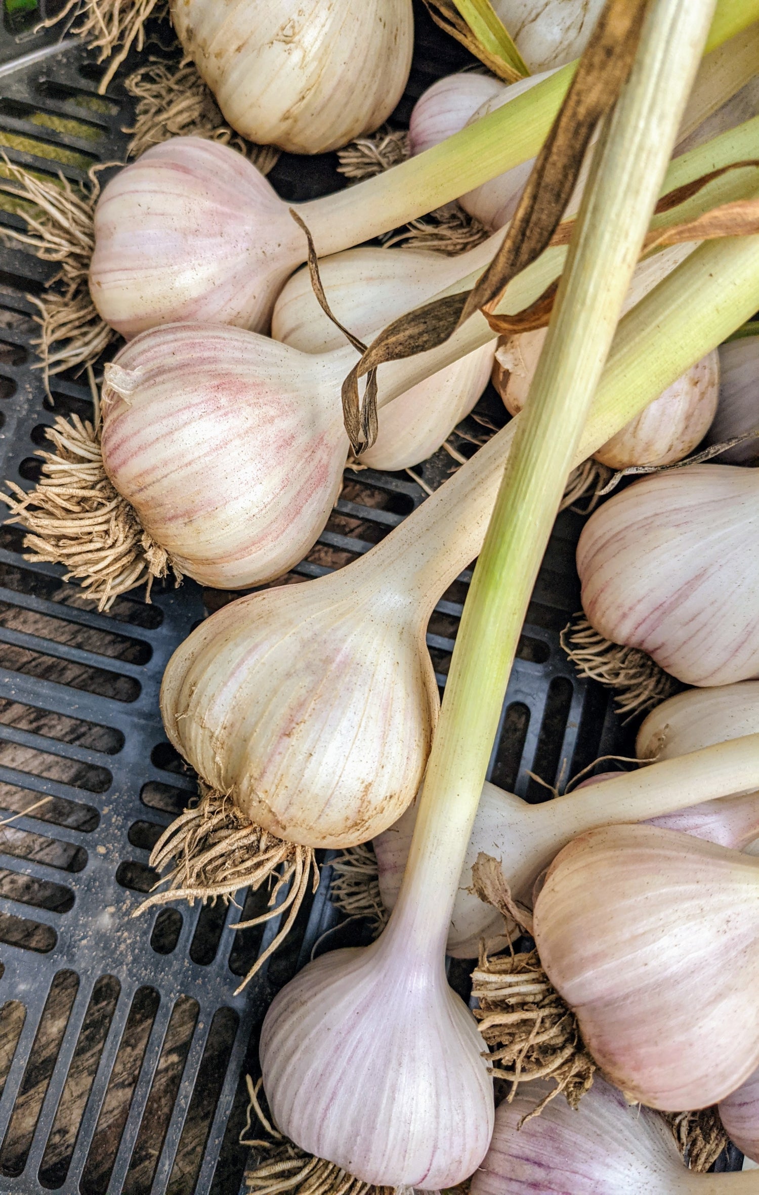 Garlic S&H Silver Bulbs