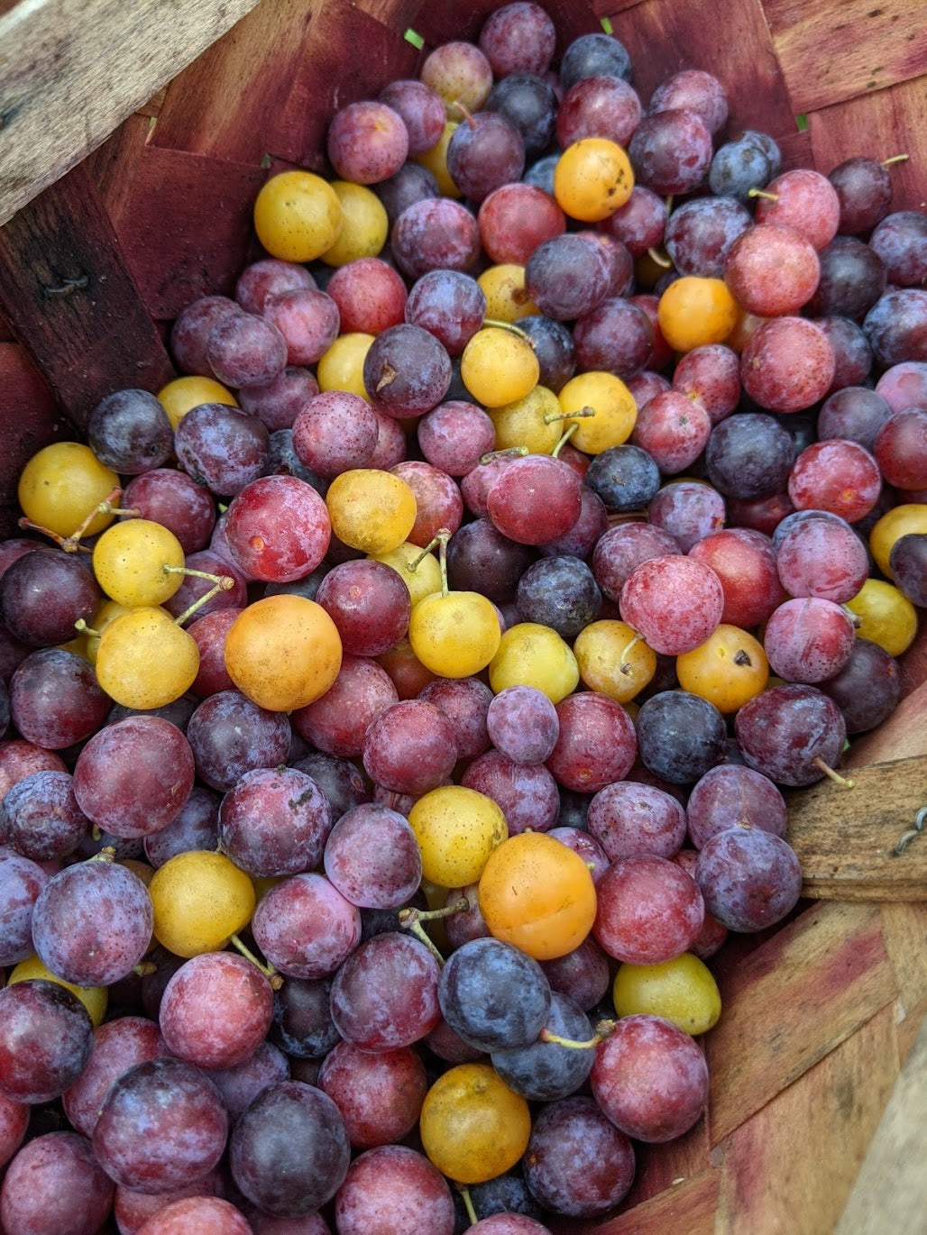 Beach Plum Seeds (Prunus maritima)