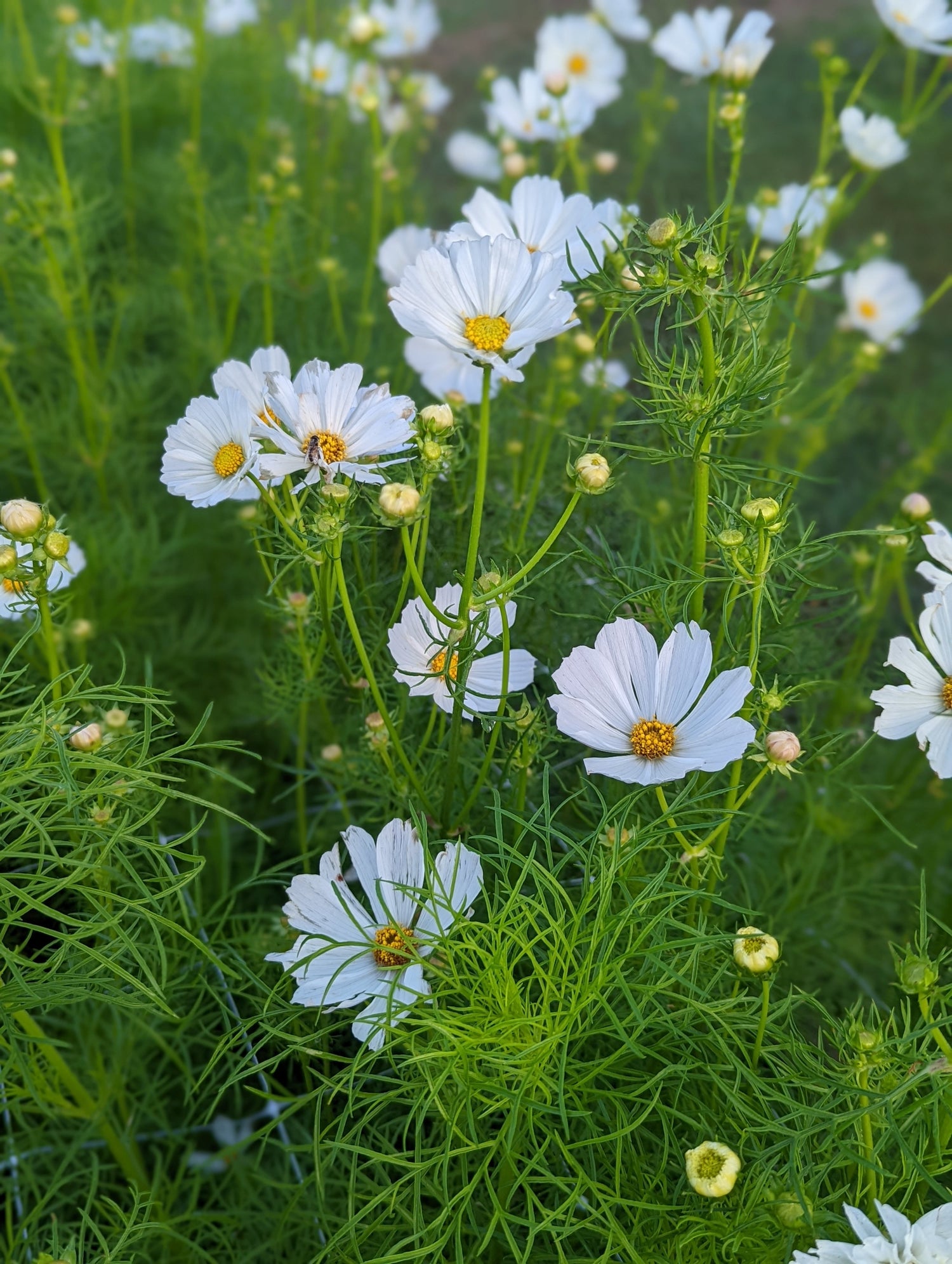 Cosmos Seeds - White Mix