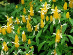 Light Yellow Pachystachys Seeds for Planting - 100 Dhara Seeds