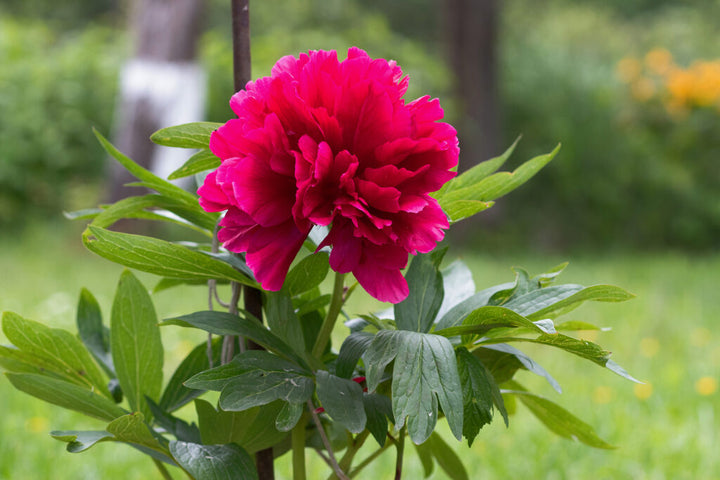 Heirloom Non-GMO Paeonia Red Tenufolia Flower Seeds for Planting – Fragrant Early-Blooming Garden Peonies