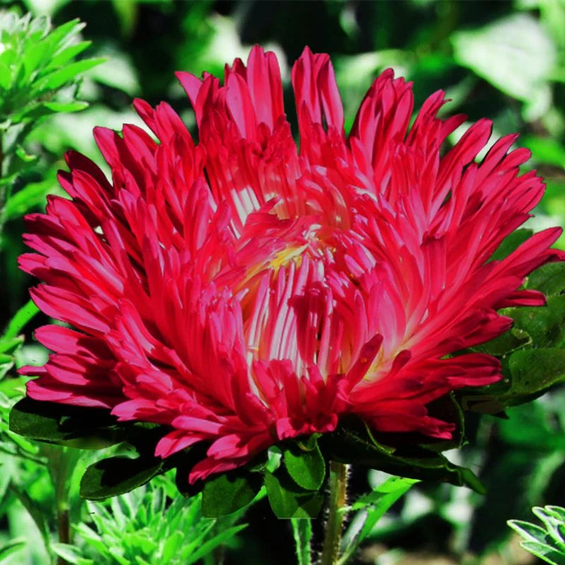 Red Duchess Aster Flower Seeds, Majestic Scarlet Blooms for Summer to Fall Color