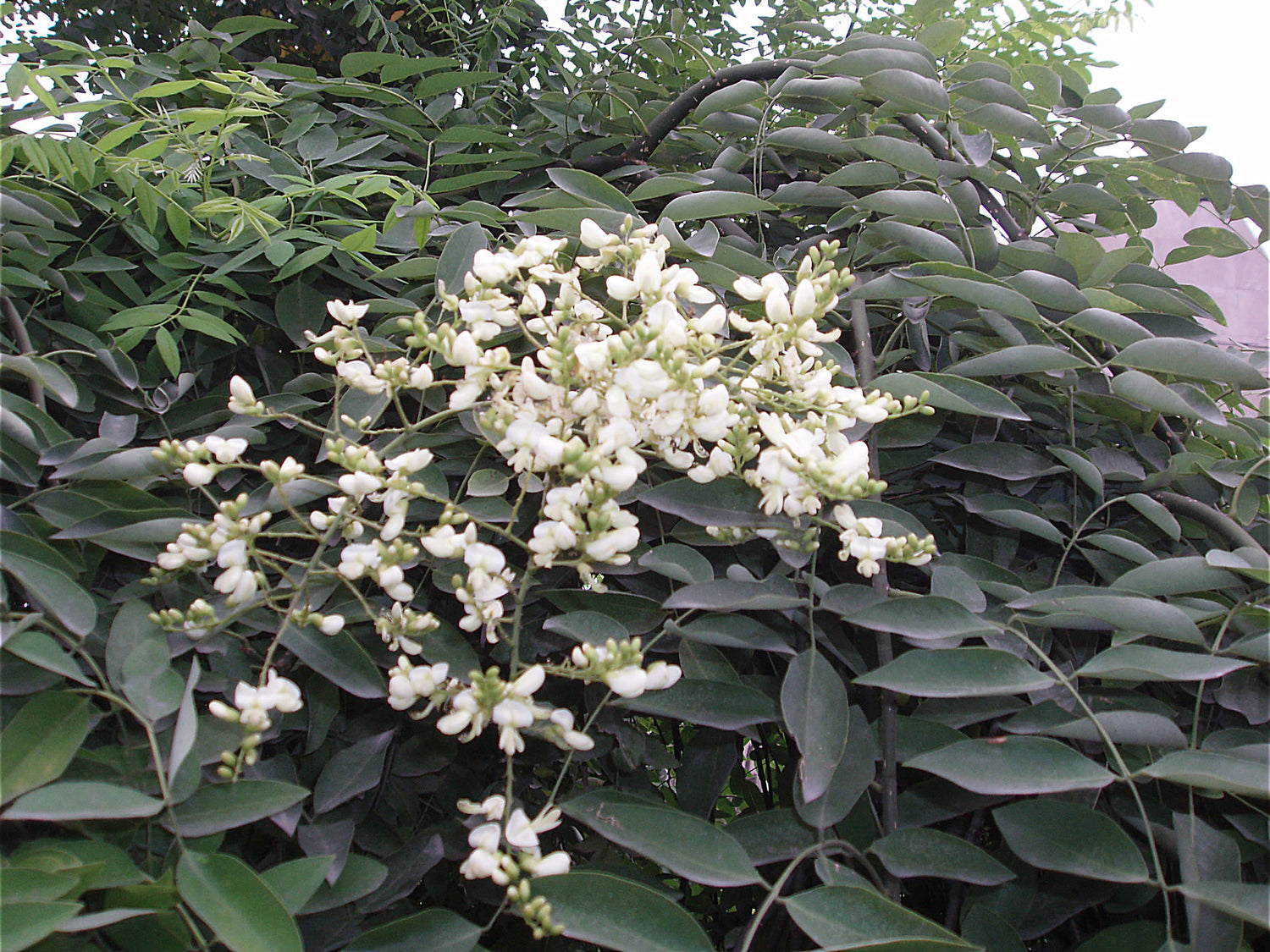 Japanese Pagoda Tree Seeds