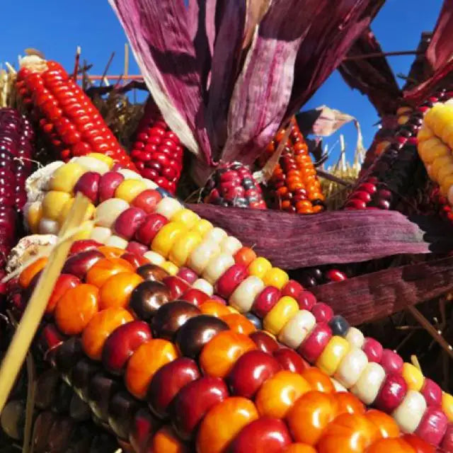 CORN SEEDS, PAINTED MOUNTAIN