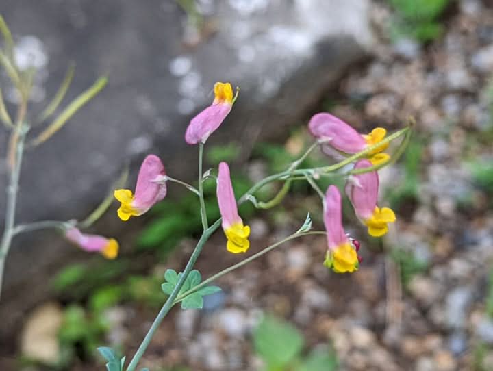 Corydalis Sempervirens Flower Seeds for Planting – Hardy Fragrant Wildflower Garden Blooms