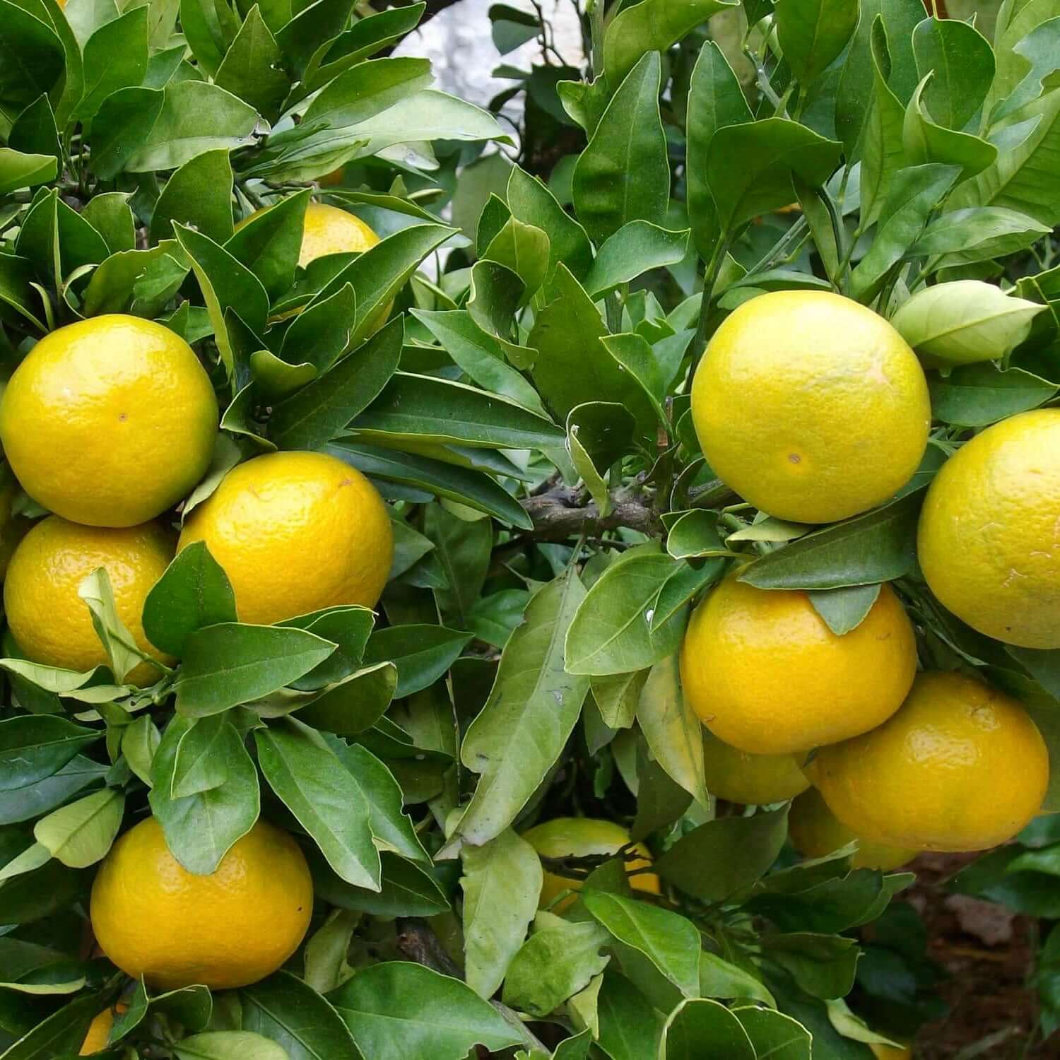 Palestinian Sweet Lime (Citrus limetta) Seeds