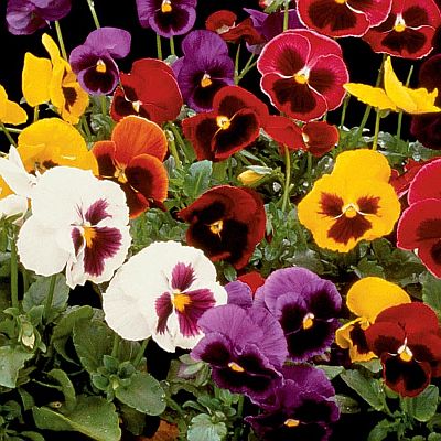 Pansy F1 Majestic Giant Imported heirloom non-gmo organic garden seeds