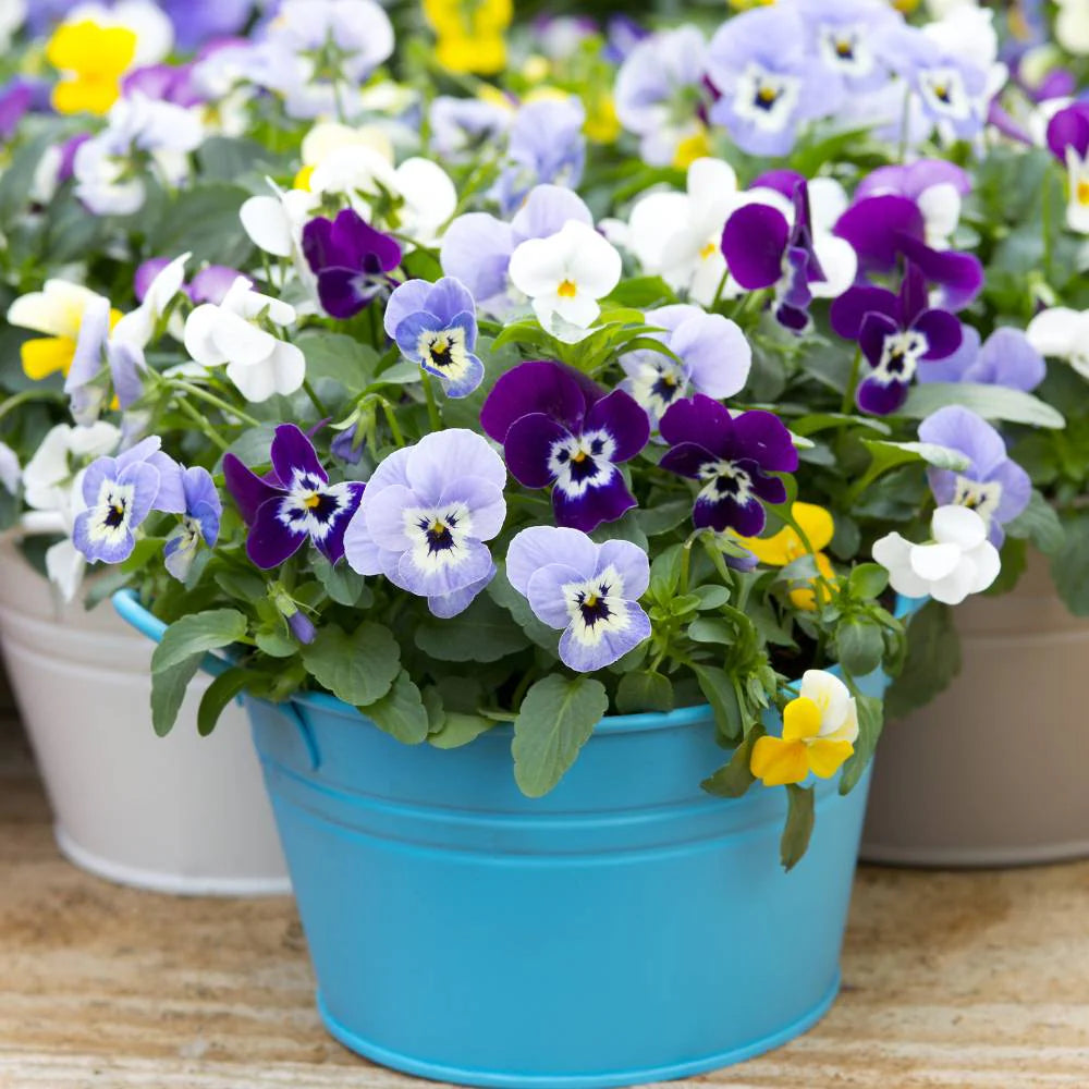 Mix Pansy Viola Winter Flowering Seeds for Garden and Container Planting