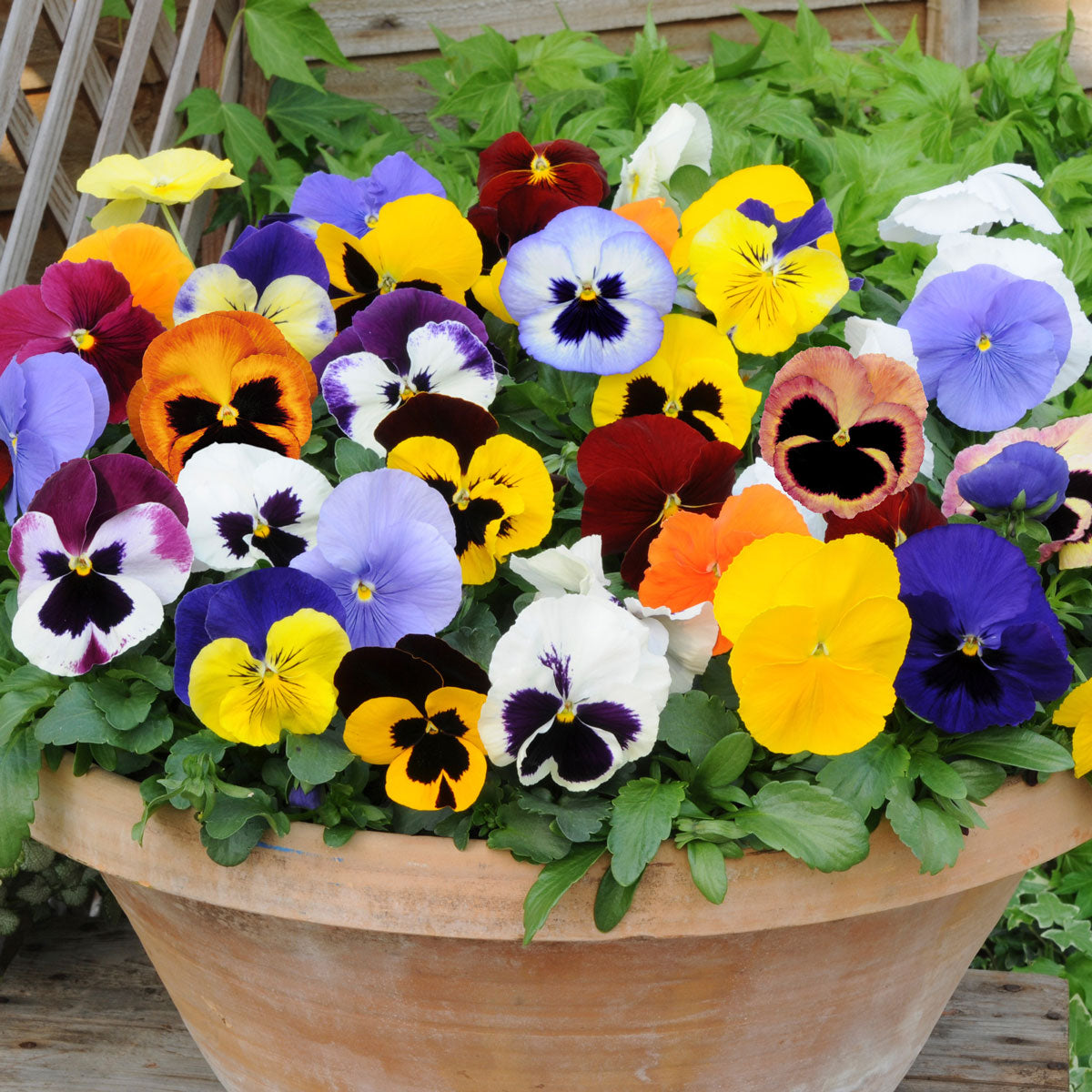 Heirloom Mixed Colors Pansy Flower Seeds for Planting – Non-GMO, Vibrant Blooming Flower Seeds