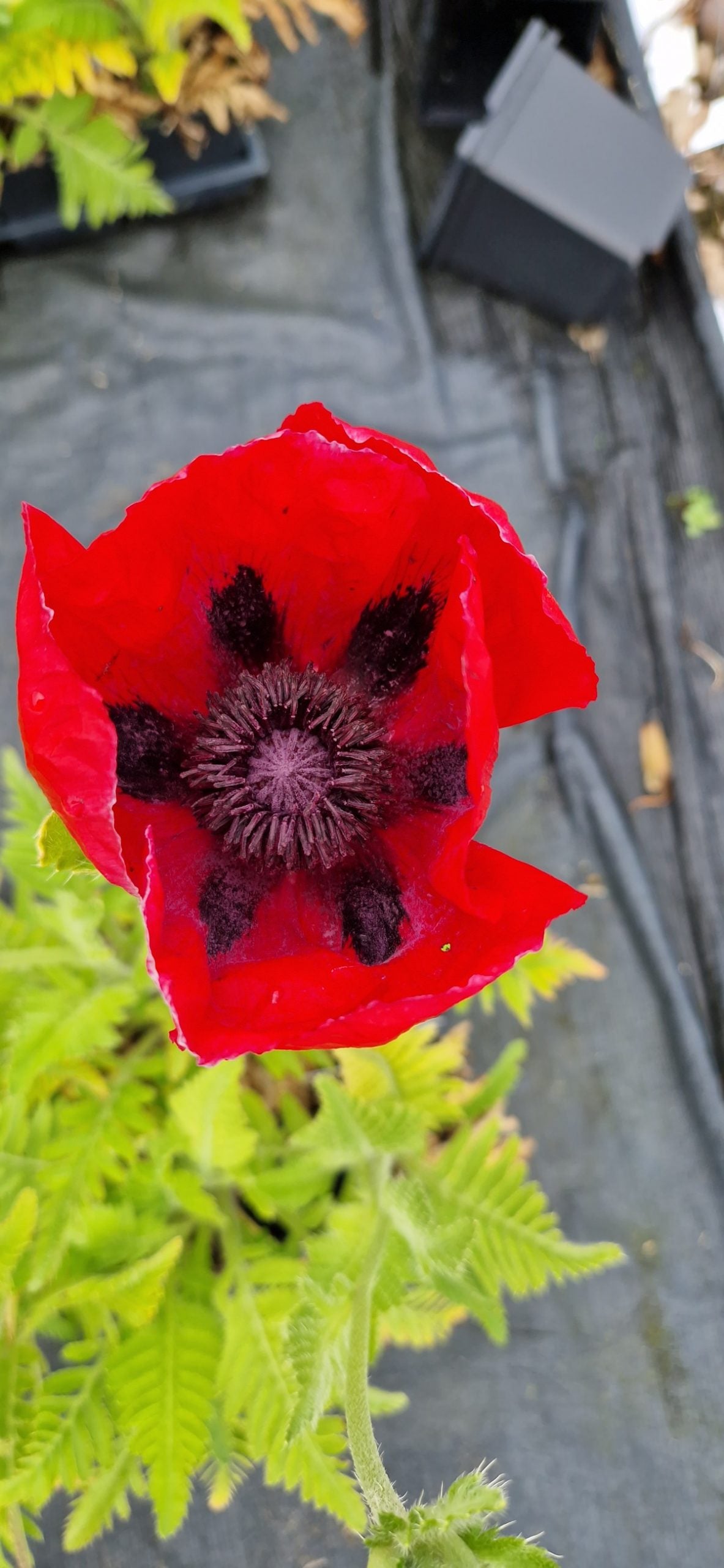 Papaver orientale Roots - Beauty of Livermere