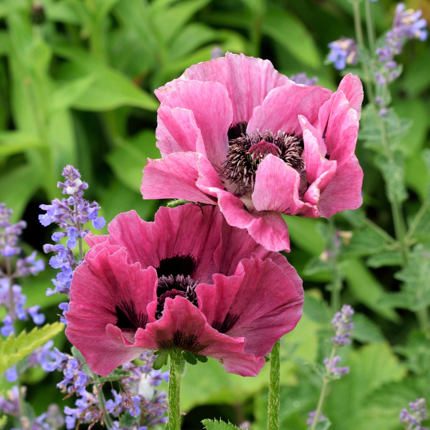 Papaver orientale Roots - Patty's Plum