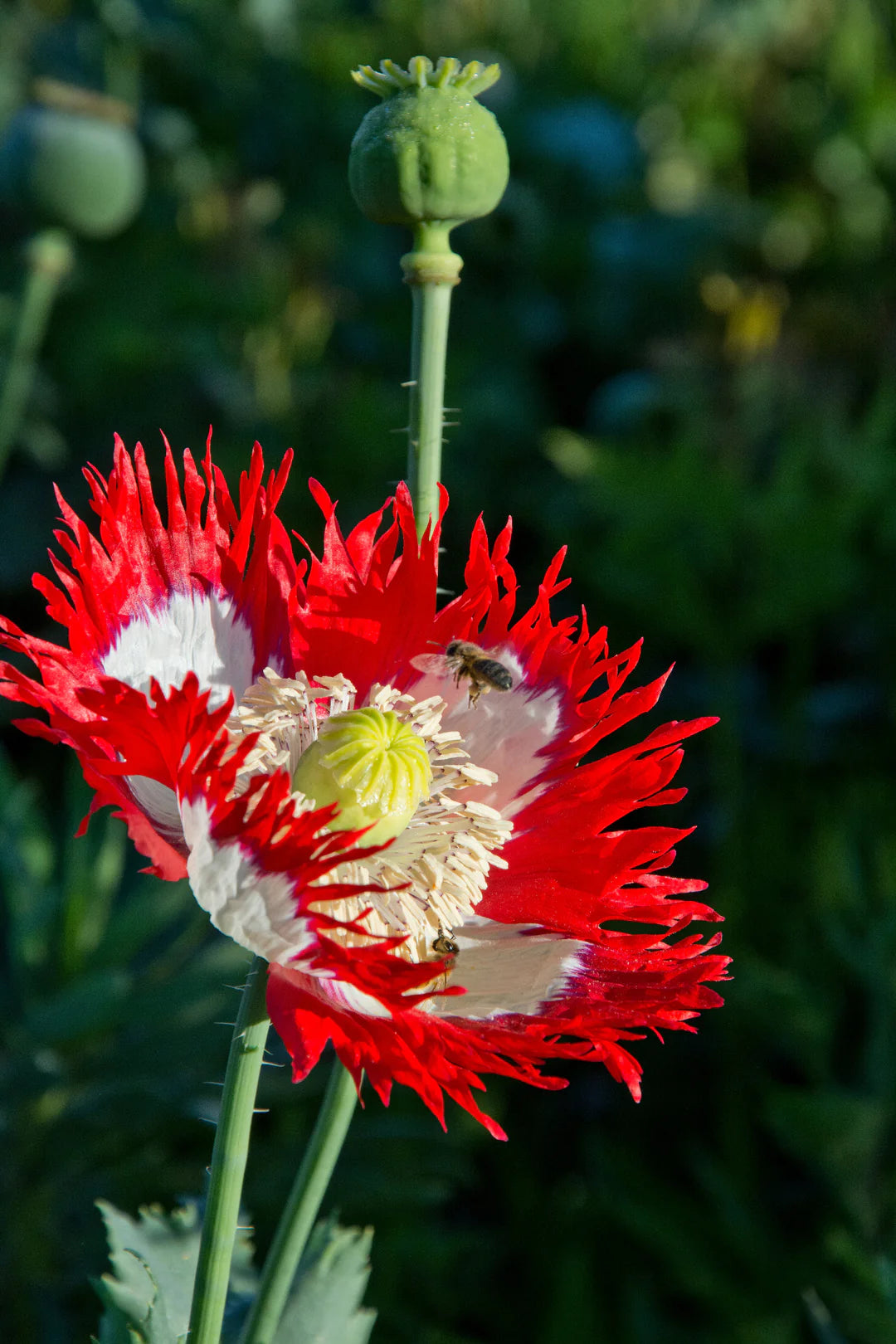 Danish Flag Stratified Poppy Seeds Papavaer Somniferum Seeds For Planting – Heirloom, Non-GMO, High Germination Organic Garden Seeds