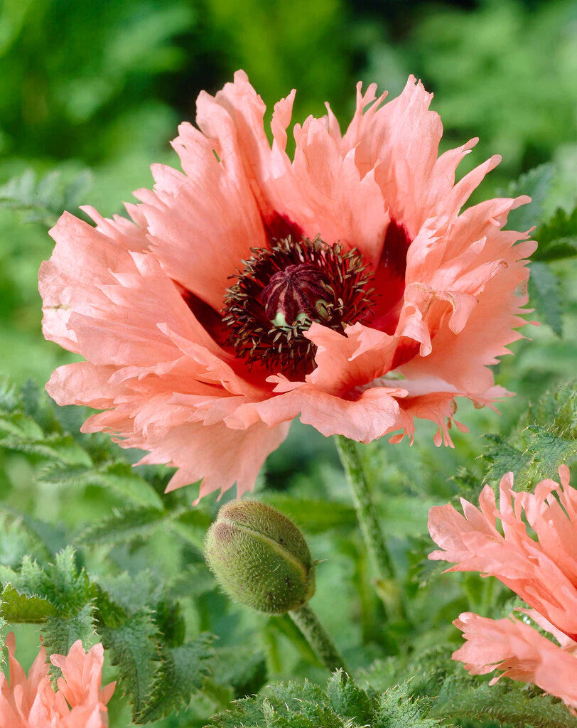 Papaver orientale Roots - Forncett Summer