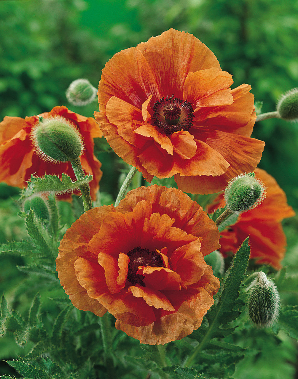 Papaver orientale Roots - Harvest Moon