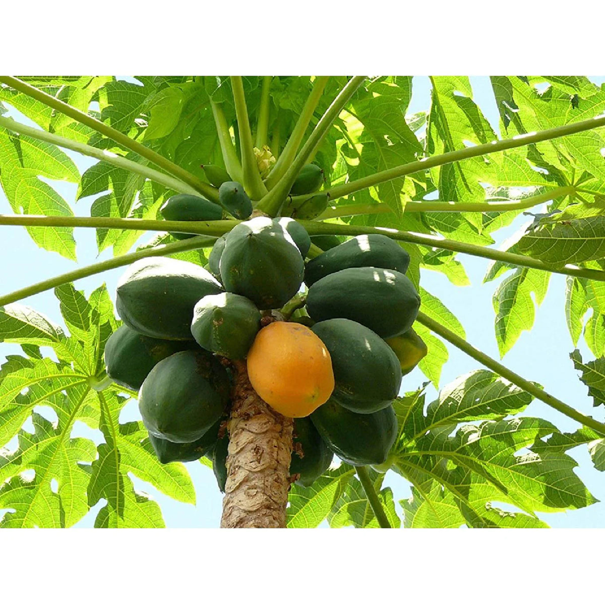 Cluster of large Papaya fruit growing directly beneath the foliage