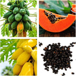 Mature Papaya perennial plant with large leaves in a backyard orchard