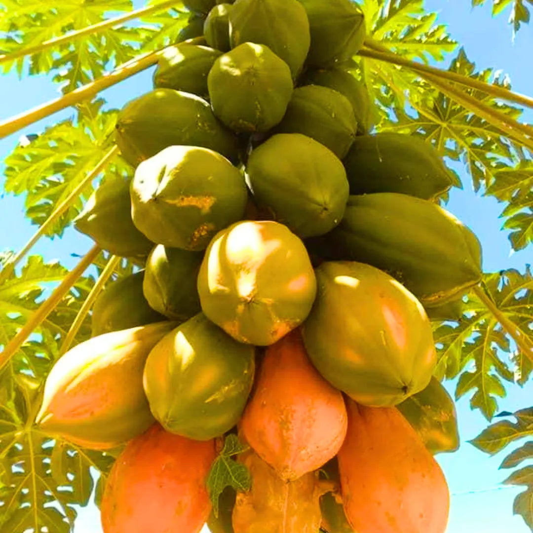 Papaya seeds for planting in a tropical garden, close-up of dark seeds.