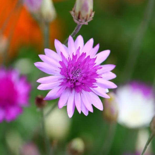 Paper Flower Double Mixture Seeds