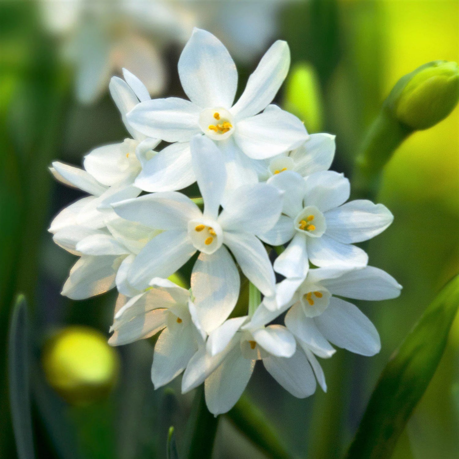 Paperwhite Narcissus Bulbs - Ziva