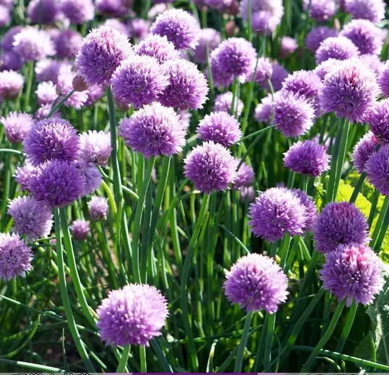 Park Landscape Drought Tolerance Ornamental Allium heirloom non-gmo organic garden seeds